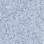 Fibrillin 2 Antibody in Immunohistochemistry (Paraffin) (IHC (P))