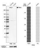 Fibrillin 2 Antibody in Western Blot (WB)