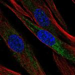 Mimecan Antibody in Immunocytochemistry (ICC/IF)