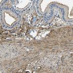 Mimecan Antibody in Immunohistochemistry (Paraffin) (IHC (P))