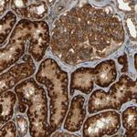 CSP alpha Antibody in Immunohistochemistry (Paraffin) (IHC (P))