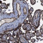 POMK Antibody in Immunohistochemistry (Paraffin) (IHC (P))