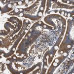 DDRGK1 Antibody in Immunohistochemistry (Paraffin) (IHC (P))