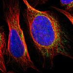 SNX19 Antibody in Immunocytochemistry (ICC/IF)