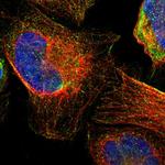 TMED2 Antibody in Immunocytochemistry (ICC/IF)