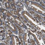 TMED2 Antibody in Immunohistochemistry (Paraffin) (IHC (P))