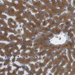 TMED2 Antibody in Immunohistochemistry (Paraffin) (IHC (P))