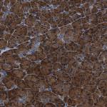 TMED2 Antibody in Immunohistochemistry (Paraffin) (IHC (P))