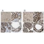 CYB5R1 Antibody in Immunohistochemistry (IHC)