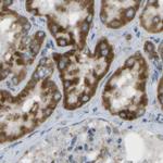 CYB5R1 Antibody in Immunohistochemistry (IHC)