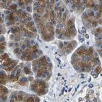 CYB5R1 Antibody in Immunohistochemistry (IHC)