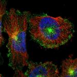 MYOF Antibody in Immunocytochemistry (ICC/IF)