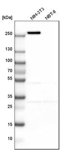 MYOF Antibody in Western Blot (WB)