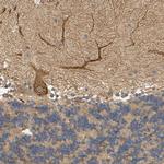 EGFL5 Antibody in Immunohistochemistry (Paraffin) (IHC (P))