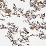 EGFL5 Antibody in Immunohistochemistry (Paraffin) (IHC (P))