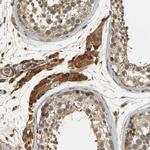 EGFL5 Antibody in Immunohistochemistry (Paraffin) (IHC (P))