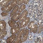 SLC13A3 Antibody in Immunohistochemistry (Paraffin) (IHC (P))