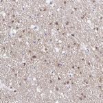 OPALIN Antibody in Immunohistochemistry (Paraffin) (IHC (P))