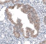 TMEM30A Antibody in Immunohistochemistry (IHC)