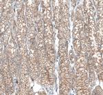 TMEM30A Antibody in Immunohistochemistry (IHC)