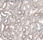 TMEM30A Antibody in Immunohistochemistry (IHC)