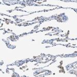 MARCH1 Antibody in Immunohistochemistry (Paraffin) (IHC (P))