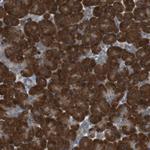 TMED9 Antibody in Immunohistochemistry (Paraffin) (IHC (P))