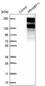 ARHGEF11 Antibody in Western Blot (WB)