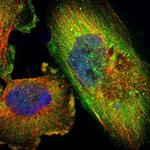 ZNF599 Antibody in Immunocytochemistry (ICC/IF)