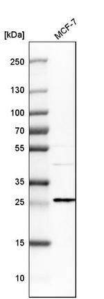 EMP2 Antibody in Western Blot (WB)