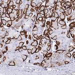 Aquaporin 4 Antibody in Immunohistochemistry (Paraffin) (IHC (P))