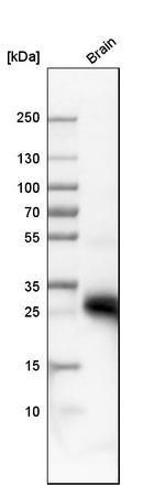 Aquaporin 4 Antibody in Western Blot (WB)