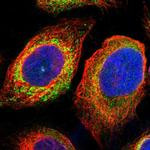 MPDU1 Antibody in Immunocytochemistry (ICC/IF)