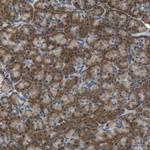 MPDU1 Antibody in Immunohistochemistry (Paraffin) (IHC (P))