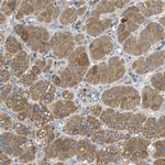 MPDU1 Antibody in Immunohistochemistry (IHC)