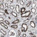 KCNE3 Antibody in Immunohistochemistry (Paraffin) (IHC (P))