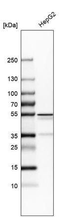 ASGR2 Antibody in Western Blot (WB)