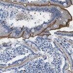 ASIC5 Antibody in Immunohistochemistry (Paraffin) (IHC (P))