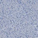 ASIC5 Antibody in Immunohistochemistry (Paraffin) (IHC (P))