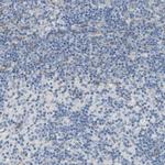 MOSC2 Antibody in Immunohistochemistry (Paraffin) (IHC (P))