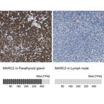 MOSC2 Antibody in Immunohistochemistry (IHC)