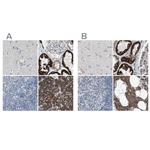 MOSC2 Antibody in Immunohistochemistry (IHC)