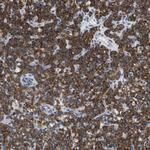 MOSC2 Antibody in Immunohistochemistry (IHC)