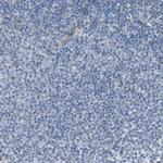 MOSC2 Antibody in Immunohistochemistry (IHC)