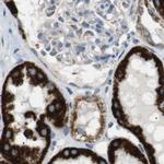 MOSC2 Antibody in Immunohistochemistry (IHC)