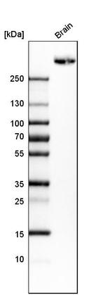 PTPRZ Antibody in Western Blot (WB)