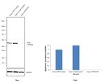 MST1 (STK4) Antibody in Western Blot (WB)