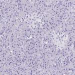 Aquaporin 6 Antibody in Immunohistochemistry (Paraffin) (IHC (P))