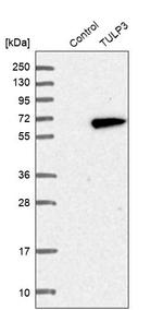 TULP3 Antibody in Western Blot (WB)