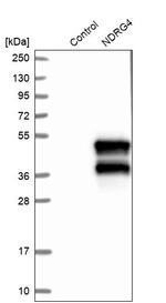 NDRG4 Antibody in Western Blot (WB)